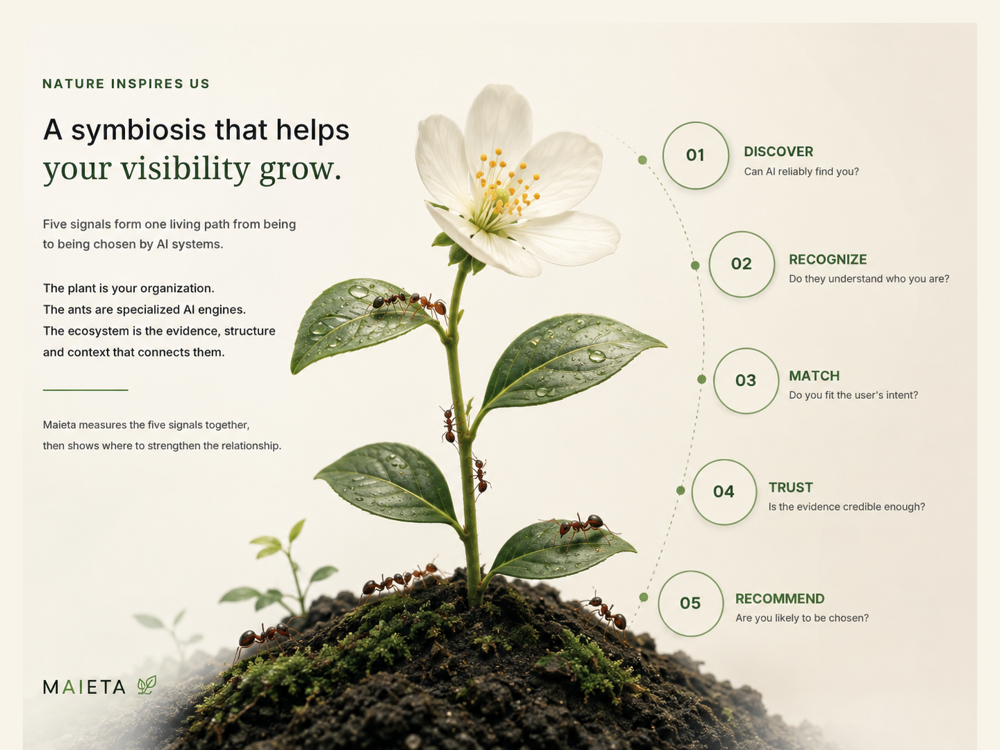 Flowering plant with ants illustrating the symbiosis between organizations, AI engines, evidence and context.